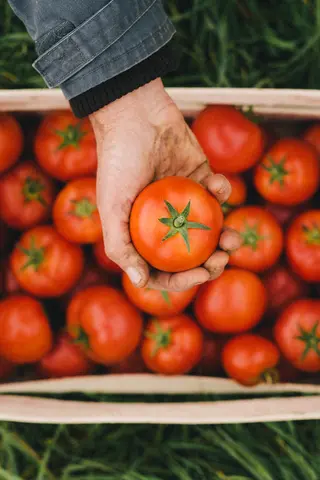 Eine Hand hält eine Tomate vor einer Kiste mit Tomaten