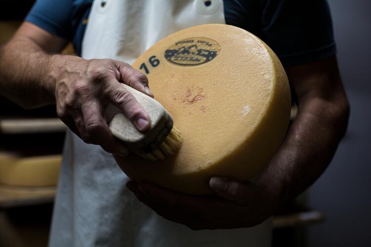 Käse wird von Hand gebürstet