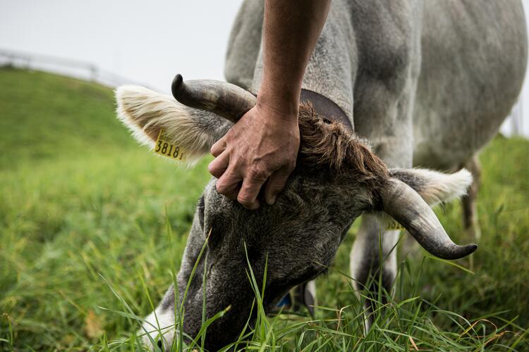 Hand streichelt Kopf einer Kuh, die auf der Weide grast