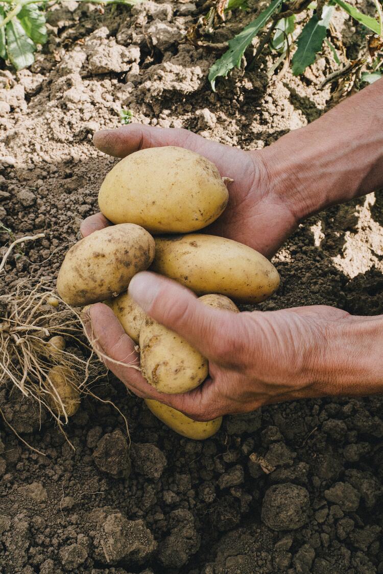 Kartoffeln in Händen auf dem Acker