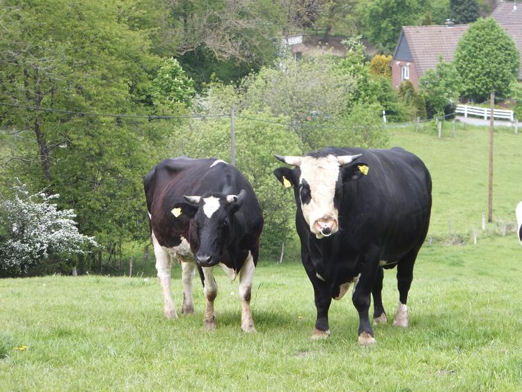 schwarz-weiße Kuh und Bulle stehen auf Weide