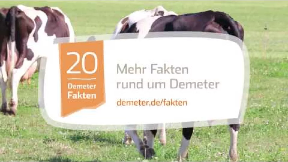 Demeter setzt sich für den Erhalt von Kühen mit Hörnern ein