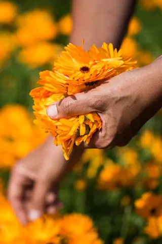 Frauenhände pflücken Blüten von einem Calendula-Feld