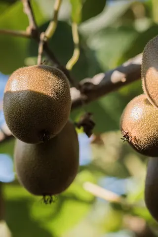 Kiwis an einem Baum