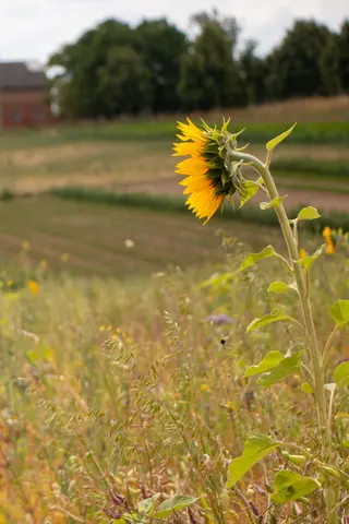 Sonnenblume vor einem Feld