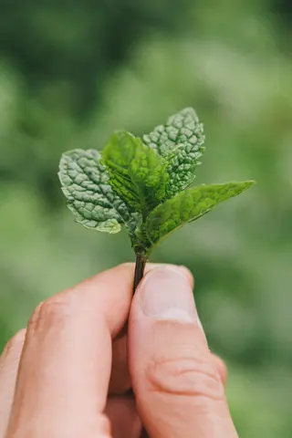 Minzblätter in Hand
