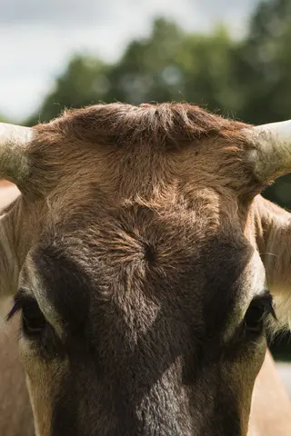 Hörner eines Rinds - Enthornung und warum Hörner wichtig sind