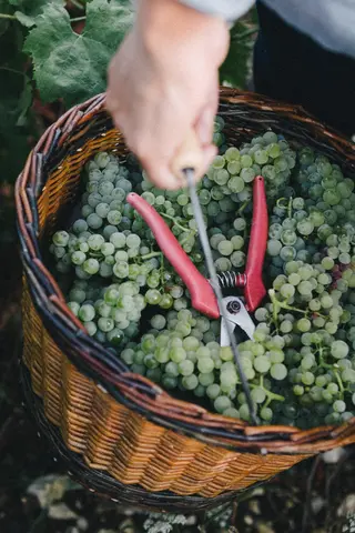 Hand trägt Korb mit Trauben durch den Weinberg