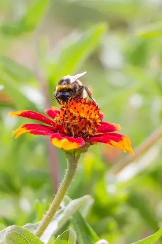 Hummel sitzt auf einer Blüte