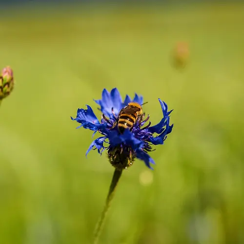 Biene auf einer Kornblume