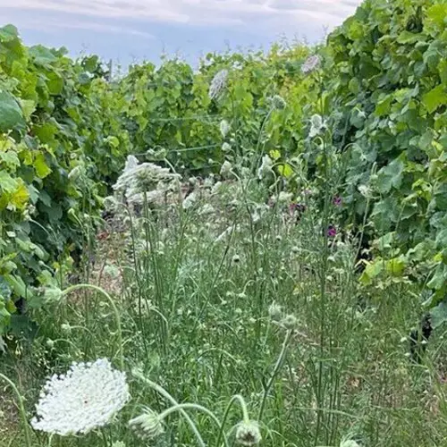 Humusaufbau im Weinberg