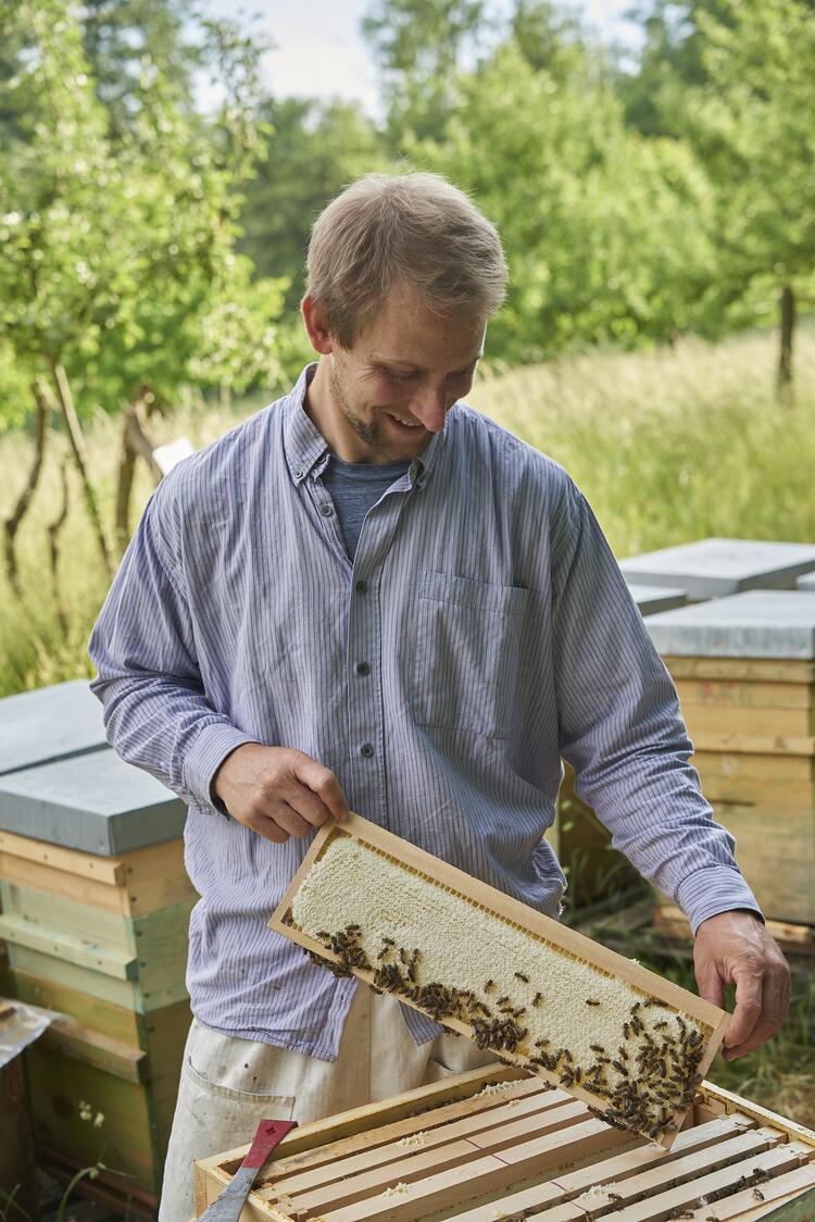 Imker betrachtet Bienen in einem Bienenstock