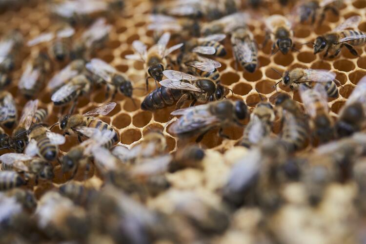 Bienen mit Königin auf Waben