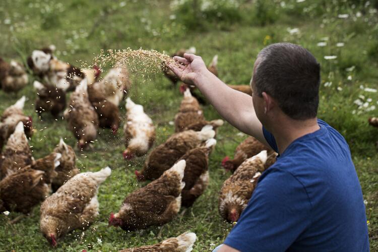 Mann füttert Hühner mit Getreide