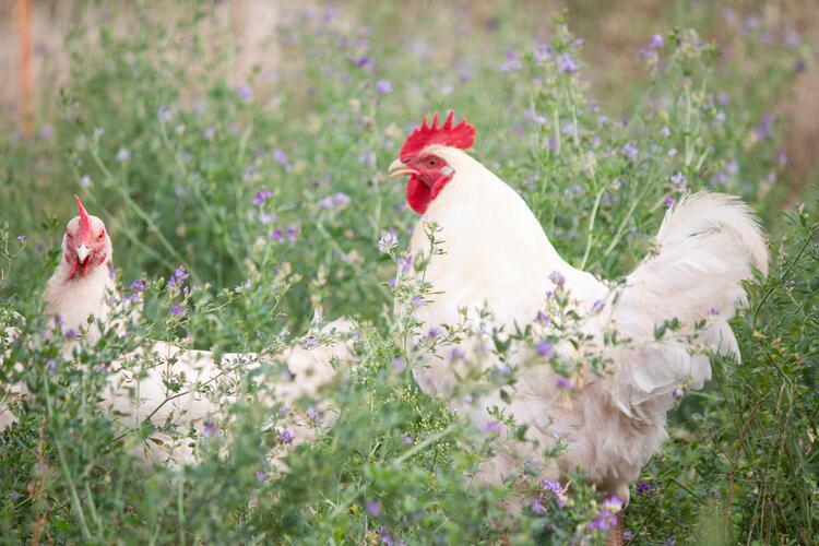 Huhn und Hahn auf einer Wiese