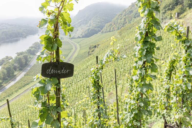 Demeter-Schild in einem Weinberg am Steilhang