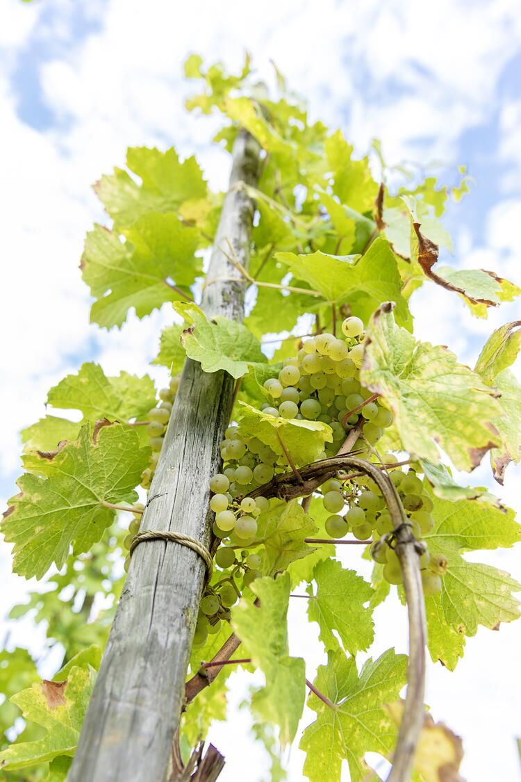 Weinrebe von unten fotografiert