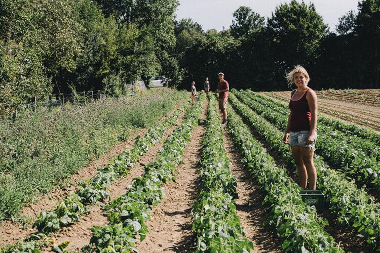 Menschen arbeiten auf einem Feld