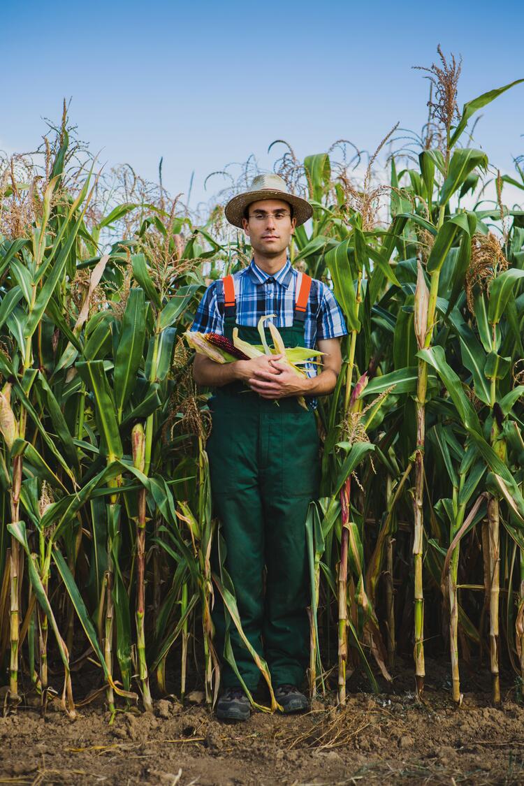 Mann steht im Maisfeld und hält Mais in den Händen