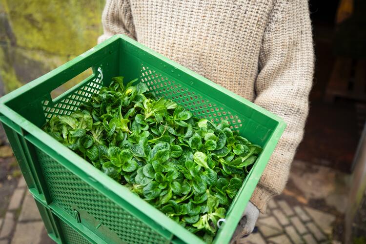 Feldsalat in einer Gemüsekiste