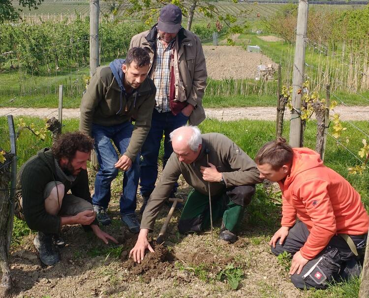 Fünf Männer betrachten einen Boden im Weinberg