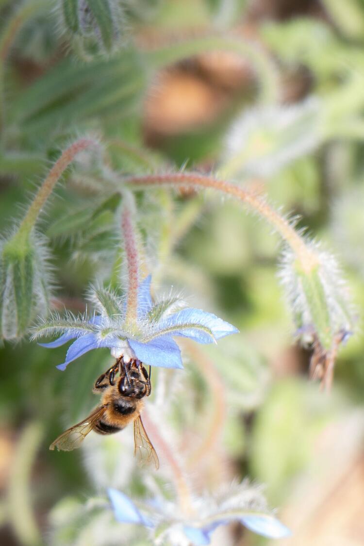 Biene an Phacelia Blüte