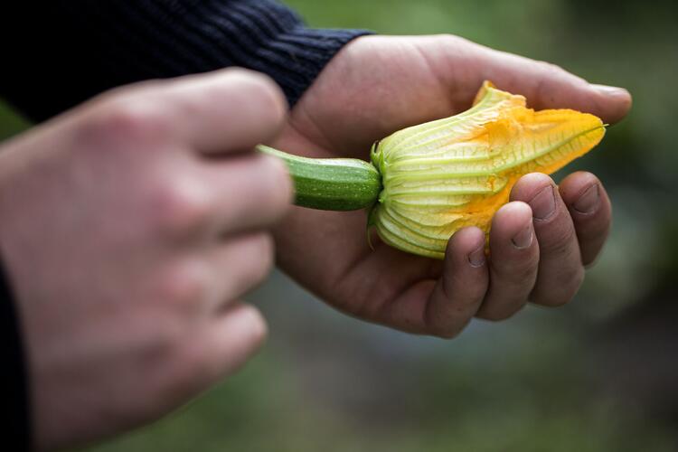 Hand hält eine kleine Zucchini mit Blüte
