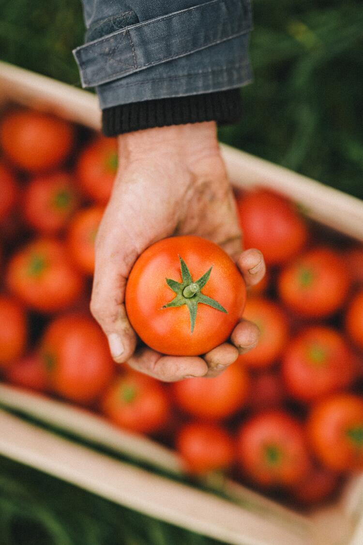 Hand hält Tomate
