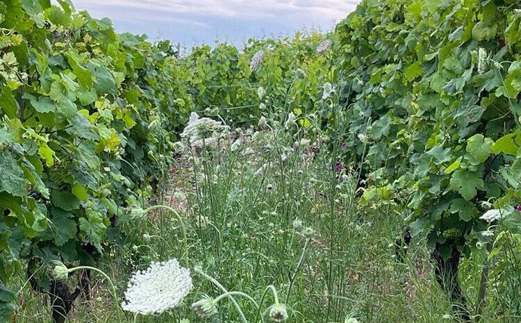 Humusaufbau im Weinberg