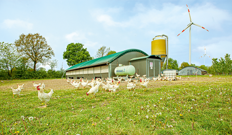 Bauckhof Klein Süstedt mit Hähnen auf der Wiese vor einem Stall