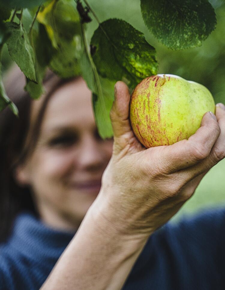 Tanja Busse pflückt einen Apfel