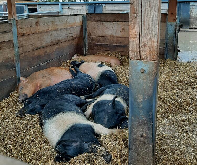 Schweine schlafen im Stall mit viel Stroh