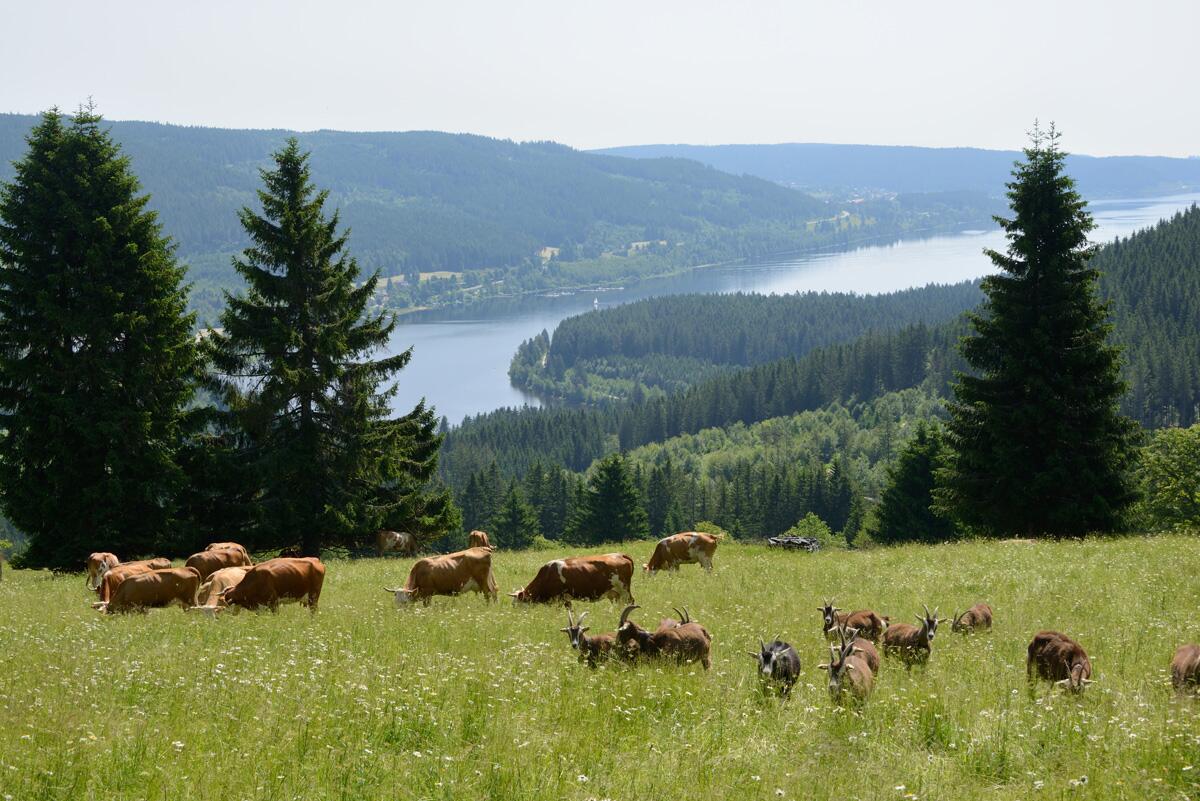 Kühe und Ziegen über dem Schluchsee
