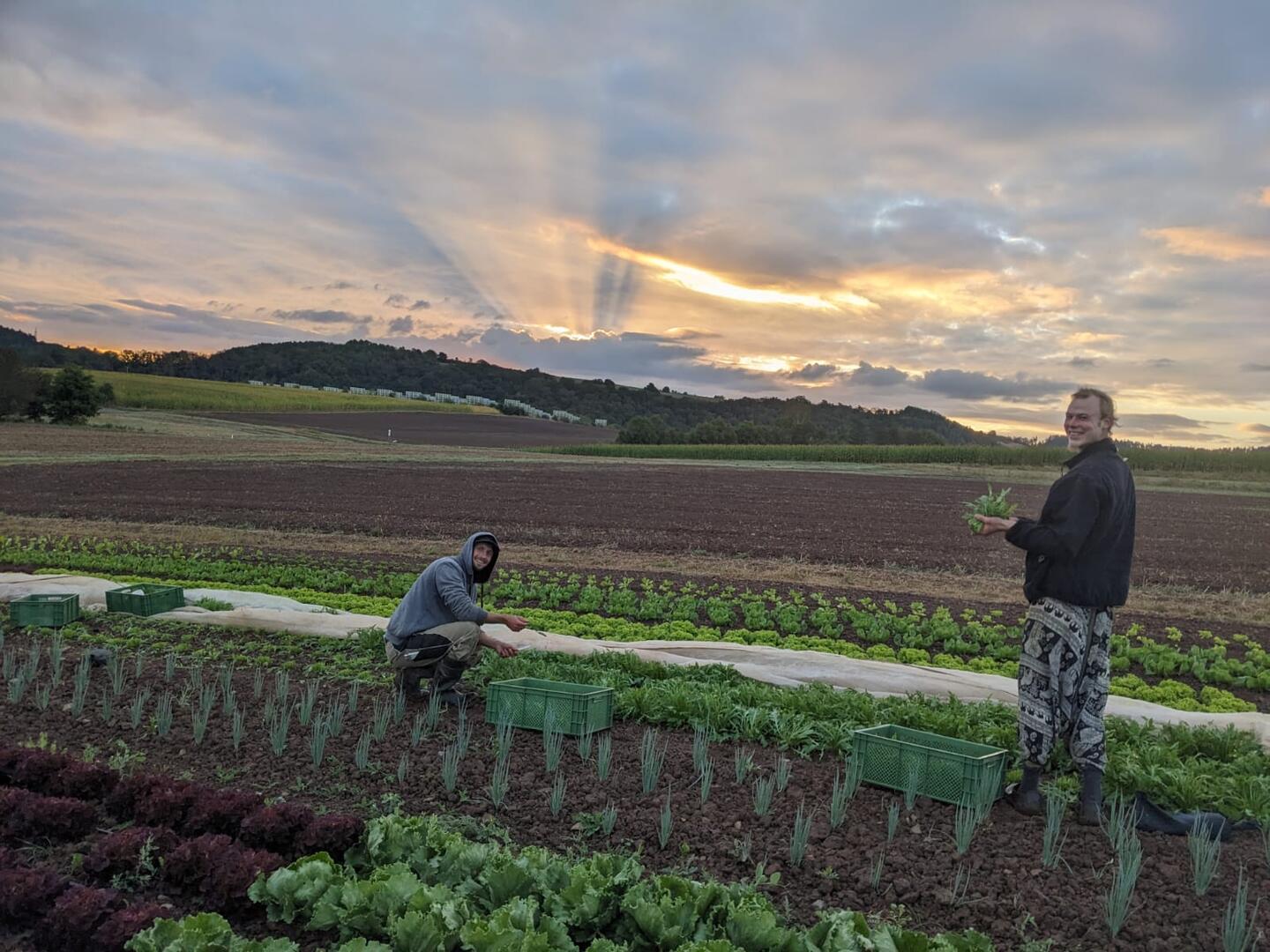 Ernte bei Sonnenaufgang