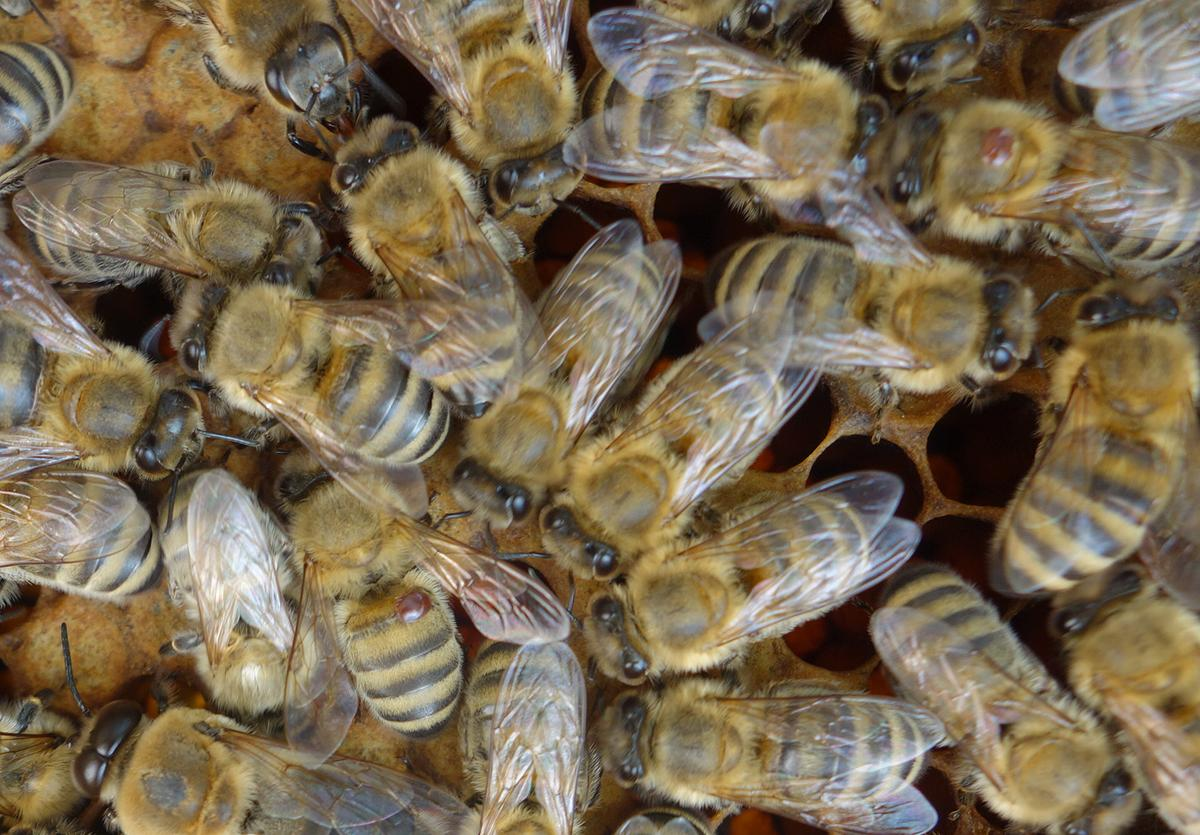 Honigbiene und Varroamilbe: Kann das zusammen gehen?