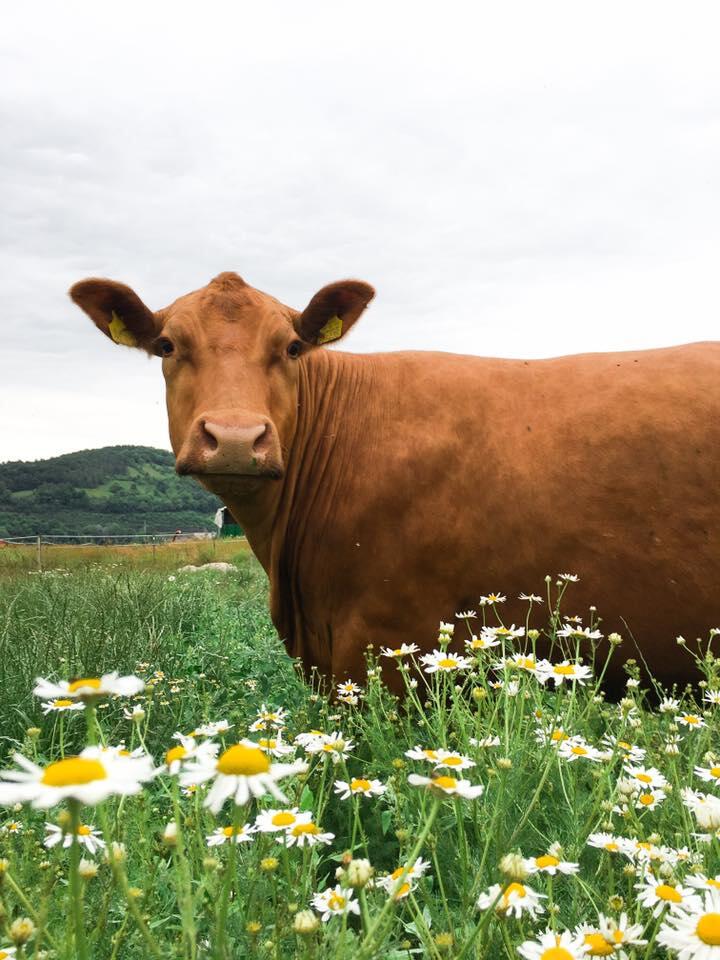 Kuh auf der Blumenwiese