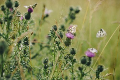 Schmetterlinge auf Blüten in einem Feld