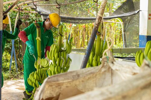 Mann hängt Bananen-Ernte zur Reinigung auf