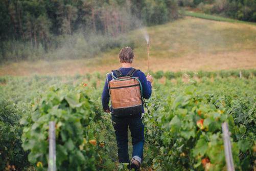 Winzer sprüht Präparate im Weinberg