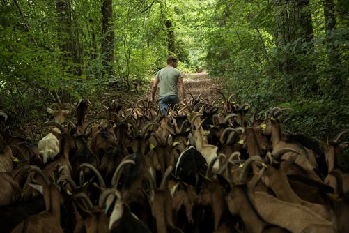 Mann mit Ziegenherde im Wald