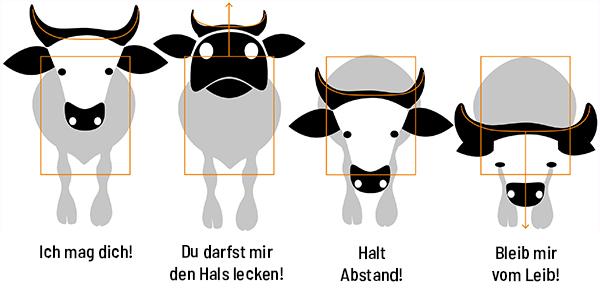 Verhalten von Kühen mit Hörnern