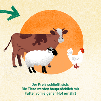 Der Kreis schließt sich: Tiere werden hauptsächlich mit Futter vom eigenen Betrieb ernährt. Abgebildet sind eine Kuh, ein Schaf und ein Huhn