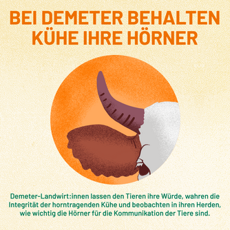 Bei Demeter behalten Kühe ihre Hörner: Demeter-Landwirt:innen lassen den Tieren ihre Würde, wahren die Integrität der horntragenden Kühe und beobachten in ihren Herden, wie wichtig die Hörner für die Kommunikation der Tiere sind. Abgebildet ist ein Kuhhorn