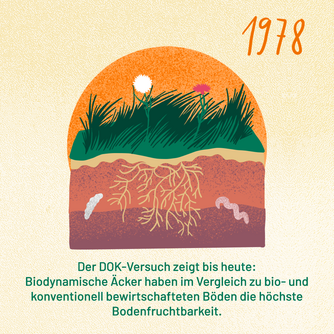 Jahr 1978: Der DOK-Versuch zeigt bis heute: Biodynamische Äcker haben im Vergleich zu bio- und konventionell bewirtschafteten die höchste Bodenfruchtbarkeit. 