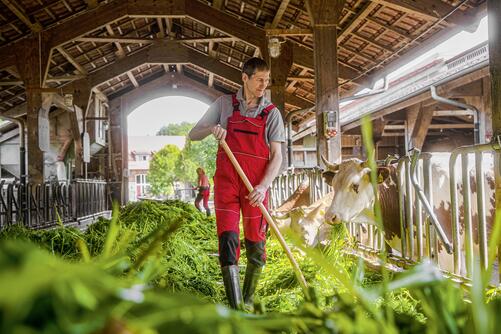 Rüger Spiegel, Landwirt im Kuhstall