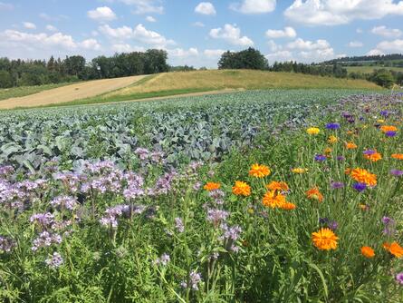 Landschaftsbild von Feldern und Blumenwiesen