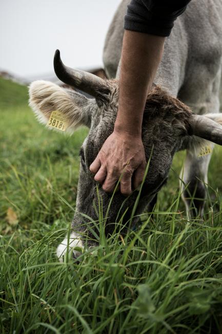 Mensch streichelt Kopf einer Demeter-Kuh, die auf einer Weide steht