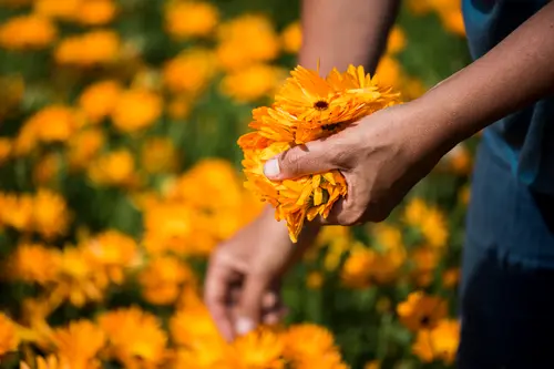 Frauenhände pflücken Blüten von einem Calendula-Feld