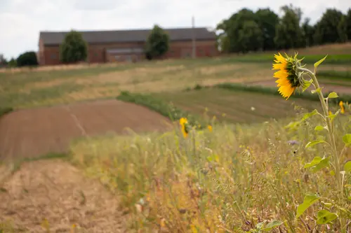 Sonnenblume vor einem Feld