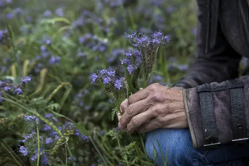 Blume in einer Hand